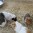 Img_0255